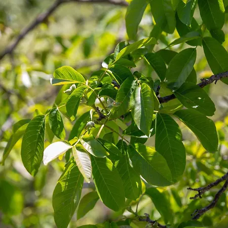 דירה Corte Girodo - Viola